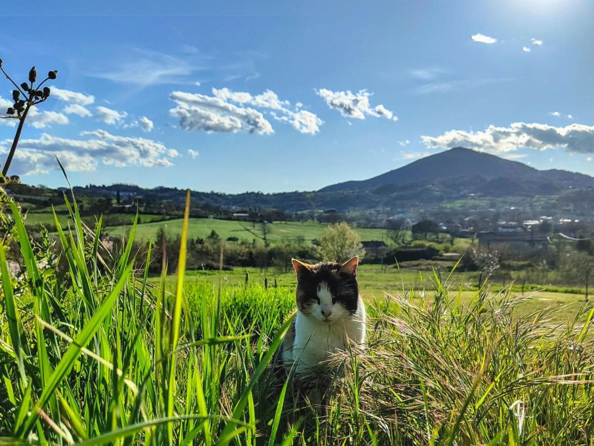 Le Piracante Caiazzo Eksteriør billede